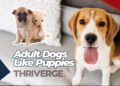 Adult Dogs That Look Like Puppies