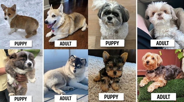 Dogs That Look Like Puppies