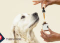 The Intake of CBD According to CBD Dosing Chart for Pets