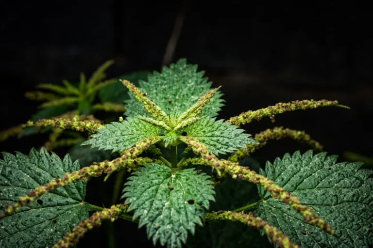 Delta-8 THC Benefits: Effects on Appetite, Cancer Treatment & Safety
