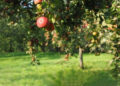 6 Useful Tips On How To Properly Maintain Your Orchard