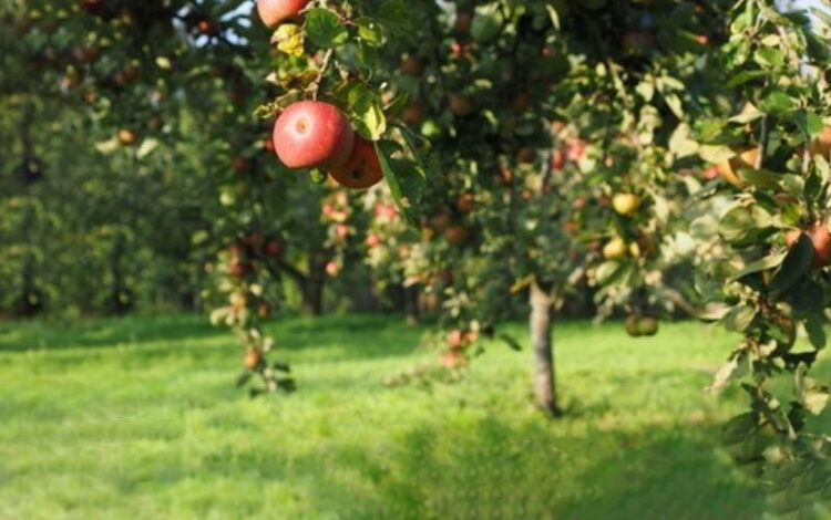 6 Useful Tips On How To Properly Maintain Your Orchard