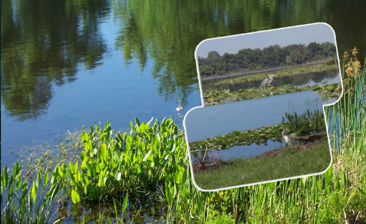 All You Need to Know About Aquatic Vegetation Management
