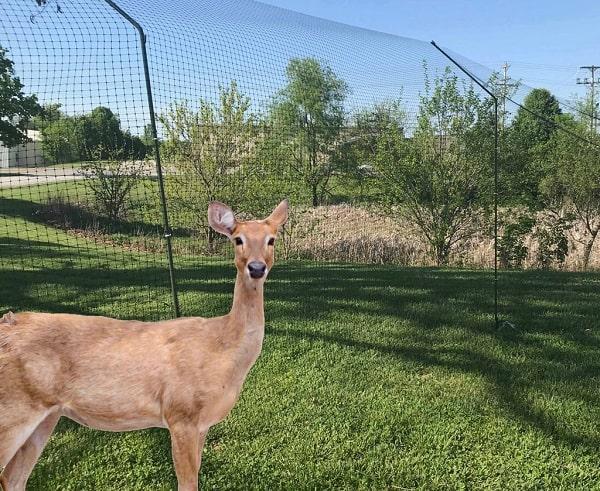 deer fencing for garden
