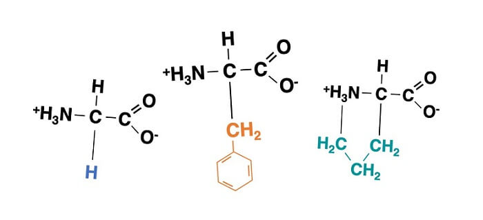 Amino Acids