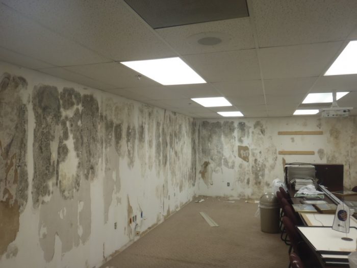 How Can Businesses Eliminate Mold