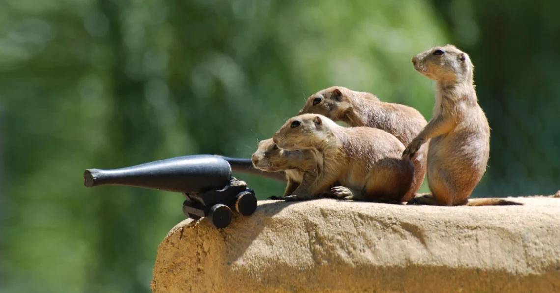 Wildlife Photography Tips: How to Capture Stunning Animal Photos