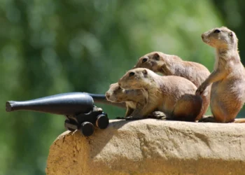 Wildlife Photography Tips: How to Capture Stunning Animal Photos