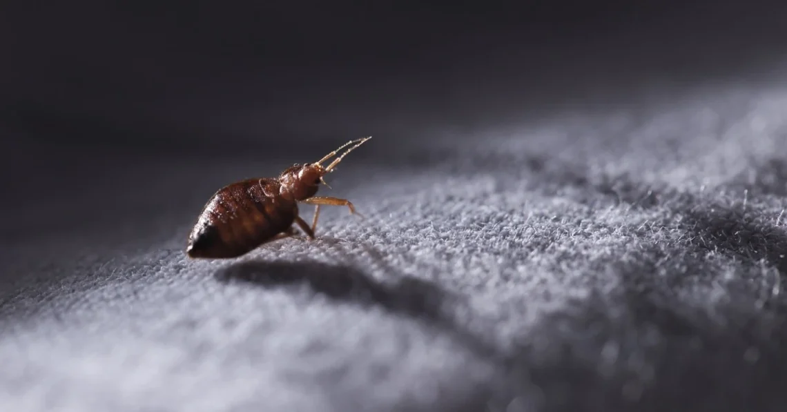 Understanding Bed Bug Behavior for Effective Extermination