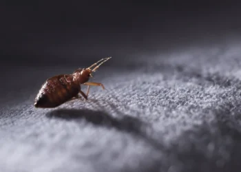 Understanding Bed Bug Behavior for Effective Extermination